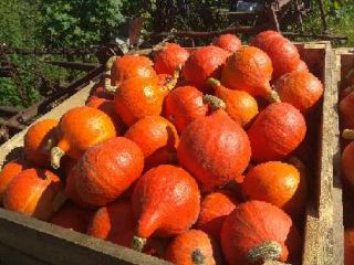 Venderé una calabaza hokkaido de hermosos colores.