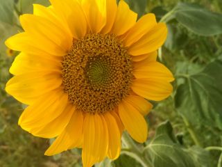 Venderé girasoles decorativos cortados a precio de flor a