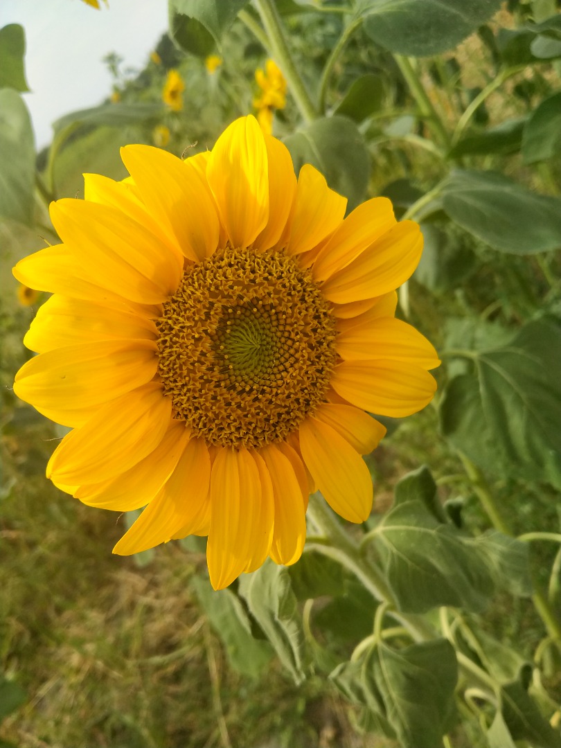 Venderé girasoles decorativos cortados a precio de flor a acordar, ¡los invito cordialmente!