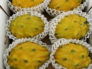 Pitahaya amarilla y roja orgánica de exportación con certificados