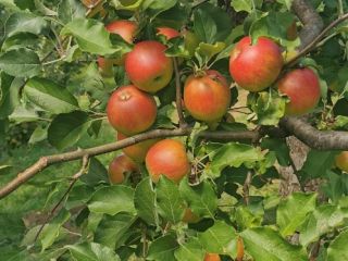 Manzanas de diferentes variedades, Idared, Jonathan, Generos, Florina, doradas.