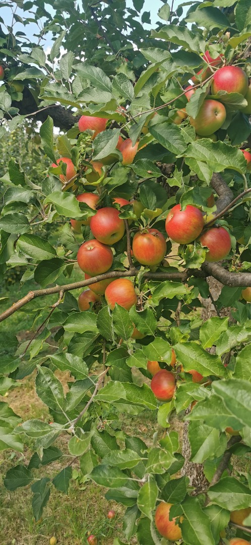Manzanas de diferentes variedades, Idared, Jonathan, Generos, Florina, doradas