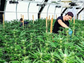 Somos cultivadores con licencia y proveedores de medicamentos analgésicos