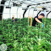 Somos cultivadores con licencia y proveedores de medicamentos analgésicos y marihuana medicinal de calidad pura de primera calidad en todo el mundo