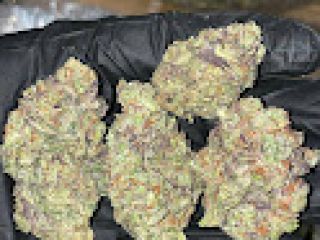 Somos cultivadores con licencia y proveedores de medicamentos analgésicos