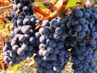 Vendo uvas de vino blancas y negras, produciendo vides,