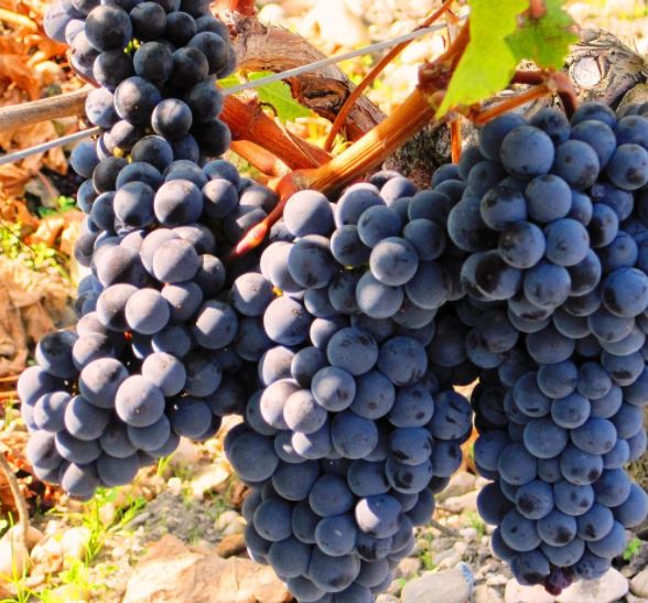 Vendo uvas de vino blancas y negras, produciendo vides, variedad de piña, precio 1,5 RON / kg