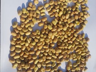 Vendiendo frijoles