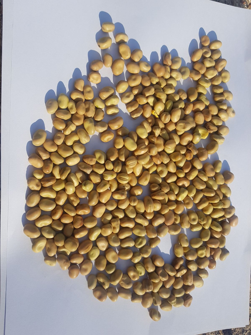Vendiendo frijoles