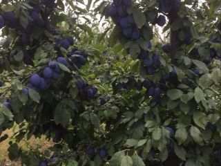 Plumas de Stanley a la venta 1.5lei / kg