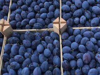 Vendo Plum Stenley, para comida vendo ciruelas y para