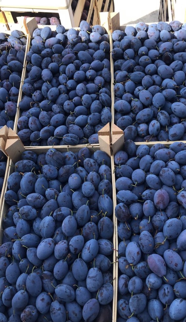 Vendo Plum Stenley, para comida vendo ciruelas y para Tuica