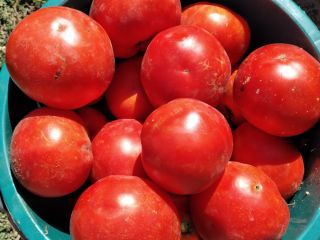 Vendo tomates para caldo 1,20 RON kg Tel no.
