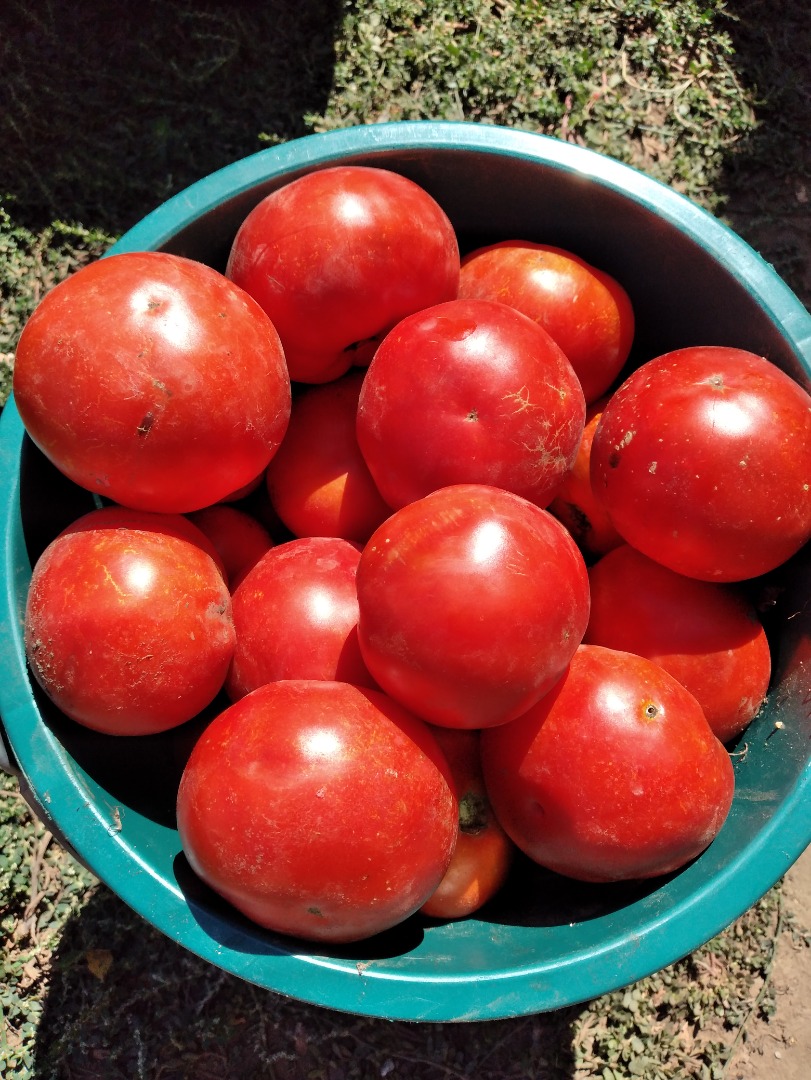 Vendo tomates para caldo 1,20 RON kg Tel no