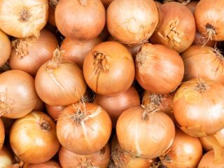 Cebollas de varios tipos y grosores.