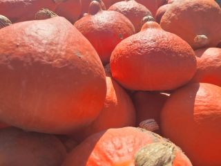 Hola, vendo bonitas y jóvenes calabazas de Hokkaido. Creció