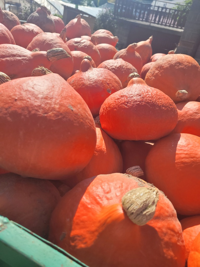 Hola, vendo bonitas y jóvenes calabazas de Hokkaido