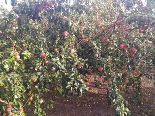 Vendo manzanas 100% orgánicas, varias variedades. El huerto está