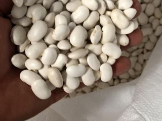 Vendo frijoles de alta calidad de cosecha blanca 2021