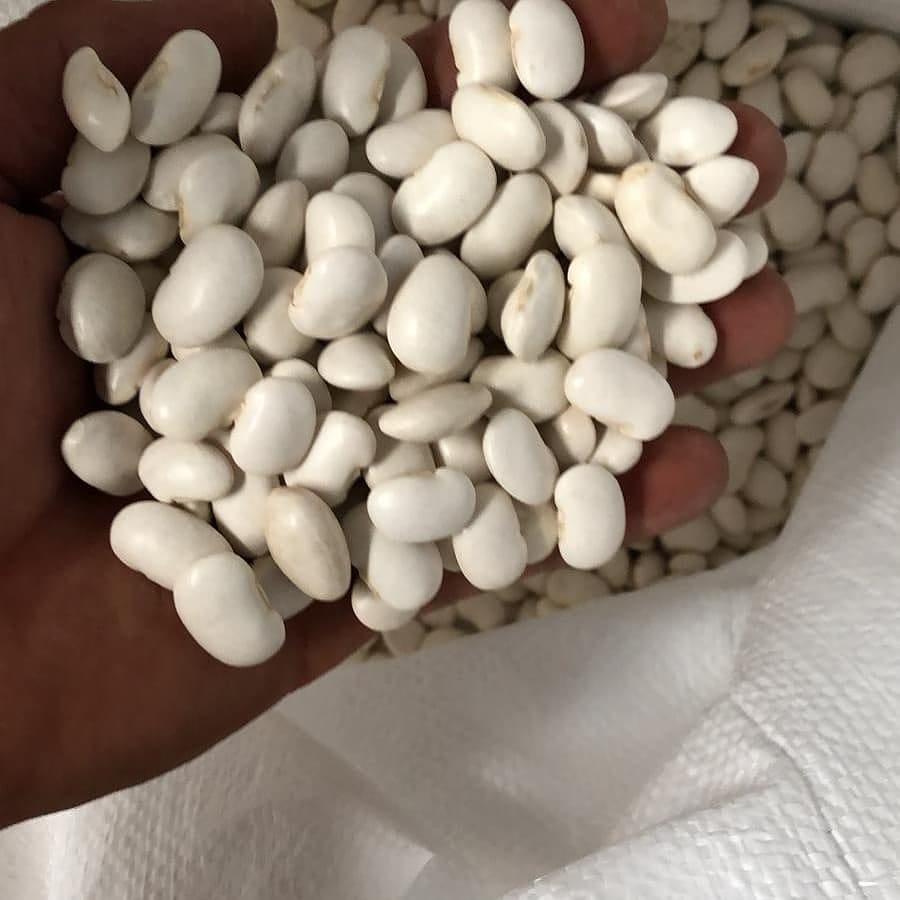 Vendo frijoles de alta calidad de cosecha blanca 2021