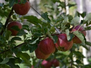 Venderé manzanas 100% orgánicas, varias variedades. El huerto está