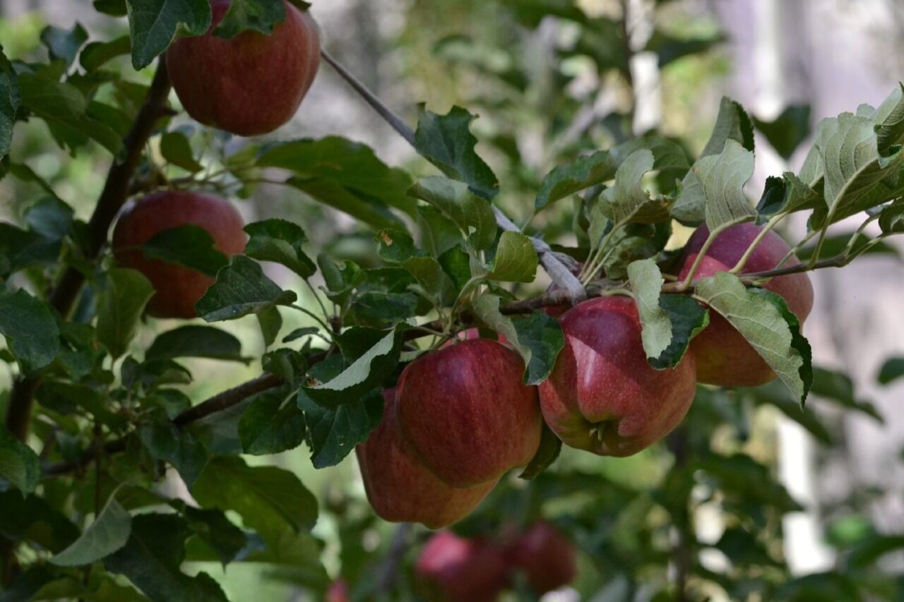 Venderé manzanas 100% orgánicas, varias variedades