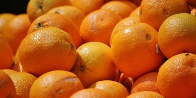 Se vende naranja valencia clase 2