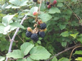 Vendo moras frescas por encargo y cantidad.