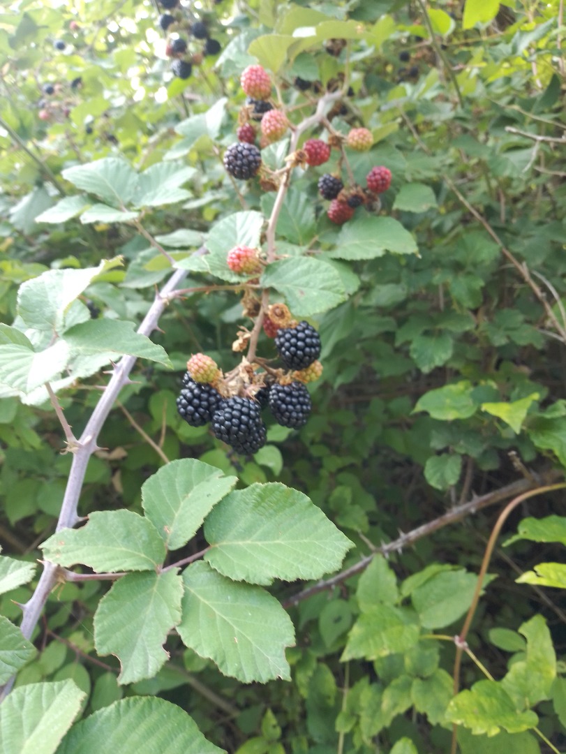 Vendo moras frescas por encargo y cantidad