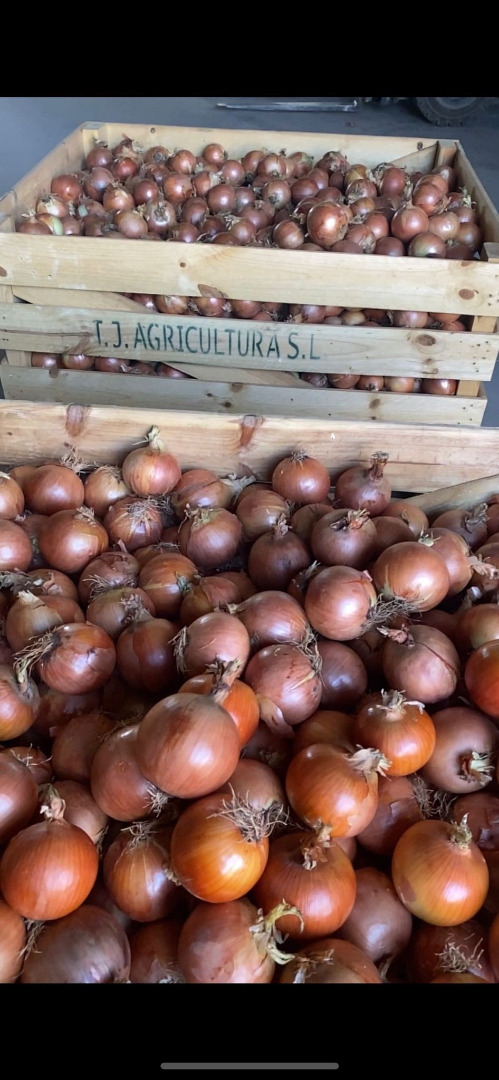 Ofrecemos cebollas blancas a un precio muy atractivo: calibre 60 - 90 +