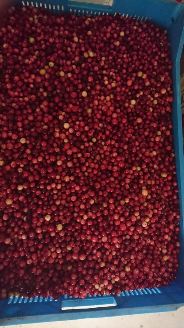 Venderé arándanos de pantano, limpios, completamente maduros