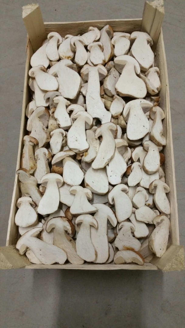 Venderé hongos frescos - cantidades al por mayor - boletus - rebozuelos - embudo - cólicos