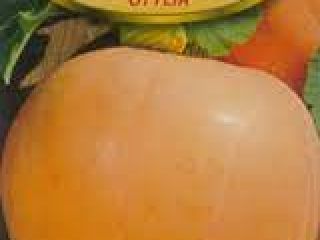 a la venta calabazas obesas peso 8-15 kg suelo
