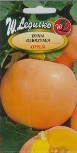 a la venta calabazas obesas peso 8-15 kg suelo bonito y grueso, deshierbe a mano sin pulverizar cosecha a mediados de septiembre