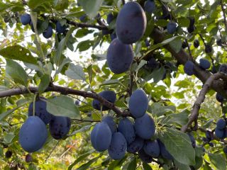 Venderé una ciruela por brandy de Stanley y Hungría
