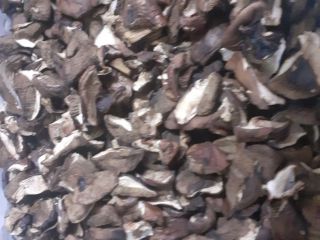Los boletes de este año se secan en secadoras