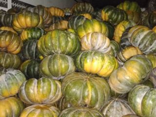 Hola, tengo calabazas moscatel a la venta, grandes cantidades
