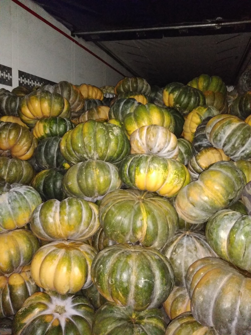 Hola, tengo calabazas moscatel a la venta, grandes cantidades