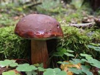 Boletus en la cantidad de 10-20 kg, mi propia