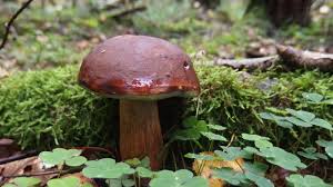 Boletus en la cantidad de 10-20 kg, mi propia colección, me gustaría vender al por menor todos los días, aproximadamente 2-3 kg de bolete bolete hasta 3 cm al