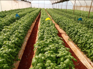Albahaca disponible en Kenia. Certificación Global GAP. Pedido mínimo