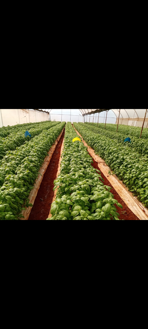 Albahaca disponible en Kenia