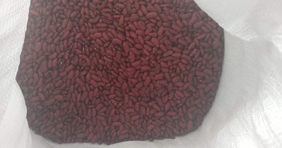 Venderé frijoles rojos secos este año