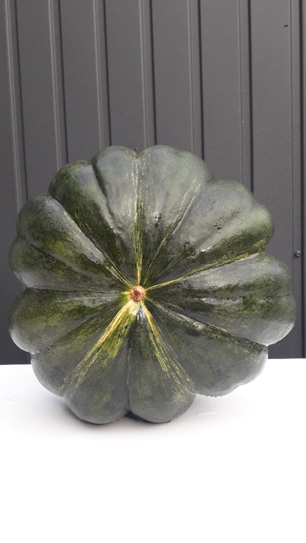 Venderé una calabaza moscatel de provence, bellamente coloreada con diferente calibre