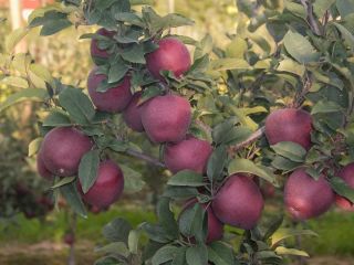 Ofrece manzanas de la variedad Adams, tamaños superiores a