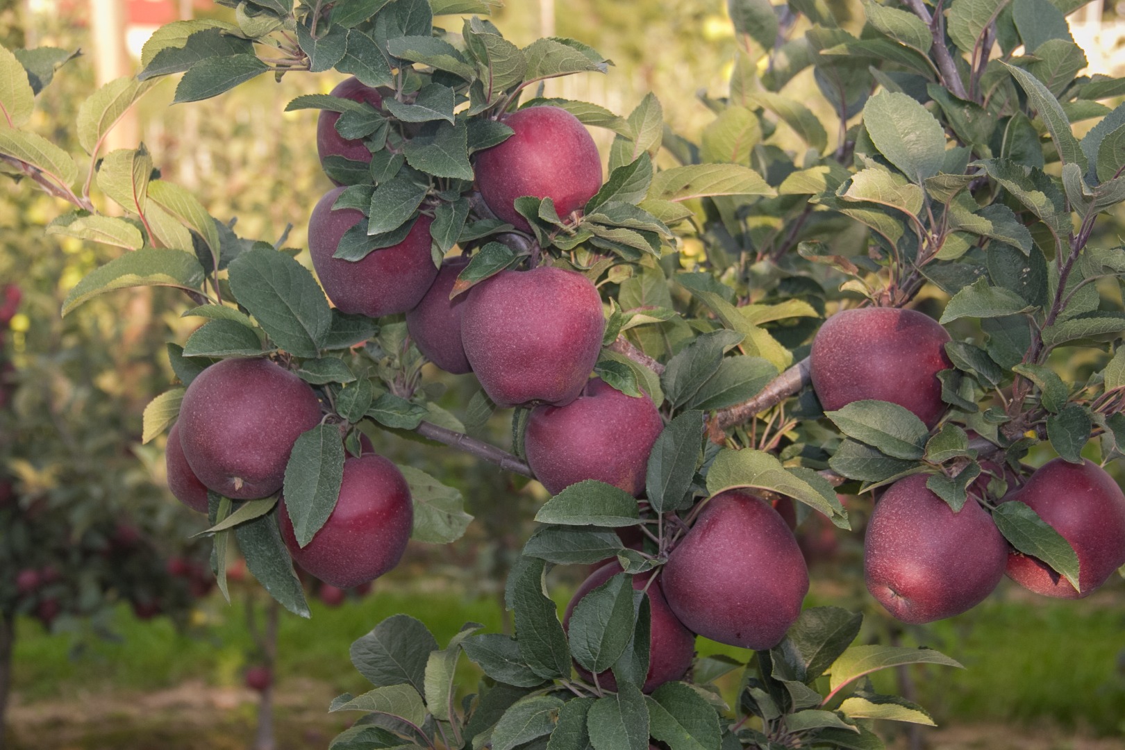 Ofrece manzanas de la variedad Adams, tamaños superiores a 70 mm, disponibles tanto en cajas colectivas como en opción clasificada en las cajas del cliente