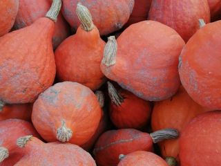 Venderé calabazas de Hokkaido, calidad de mercado, alrededor de