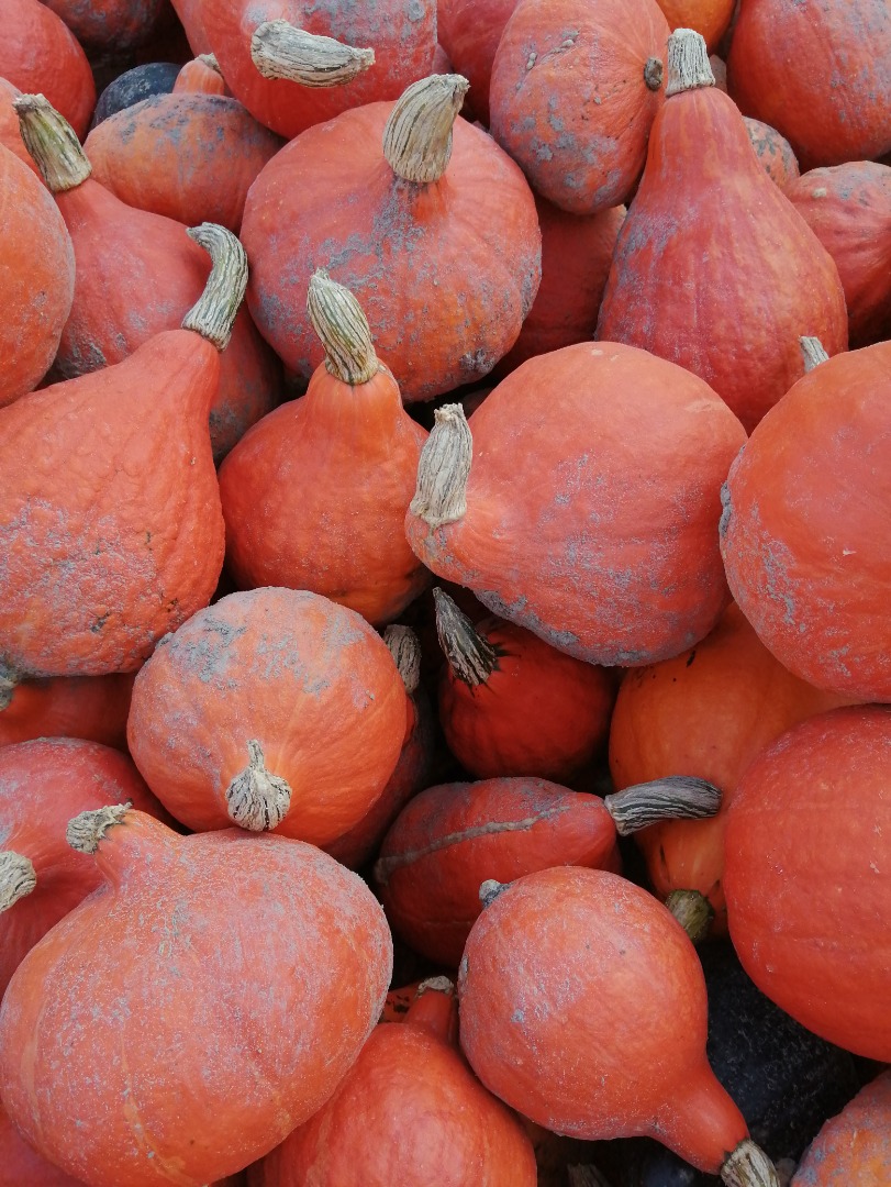 Venderé calabazas de Hokkaido, calidad de mercado, alrededor de 7 toneladas
