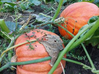 Calabazas con un peso de 10 kg a 60