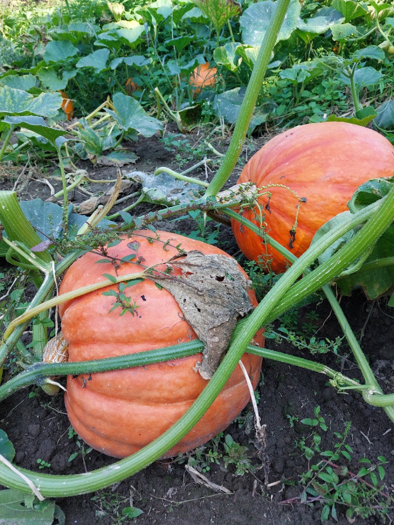 Calabazas con un peso de 10 kg a 60 kg